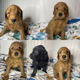 Goldendoodle Puppies from PNW Puppies