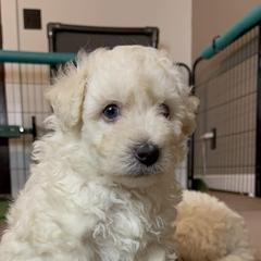 Pumi Puppies from Karizma Pumik