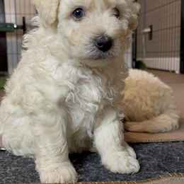 Pumi Puppies from Karizma Pumik