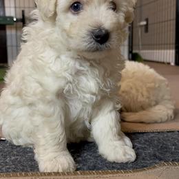 Pumi Puppies from Karizma Pumik