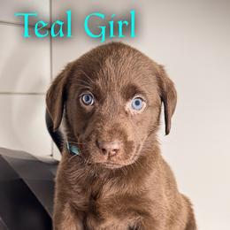 Teal Girl - Chocolate female Labrador Retriever puppy in Plymouth, North Carolina from Duck Creek Kennels