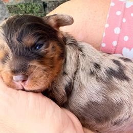 Prada - Merle female Cavapoo puppy in Cameron, South Carolina from Sassy Sailor & Company