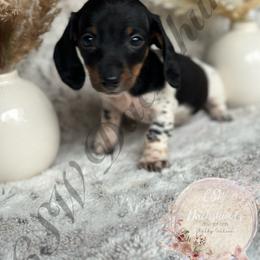 Dachshund Puppies from CSW Dachshunds