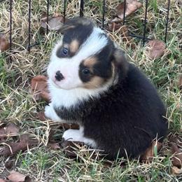 Boy 3 - Black and tan male Pembroke Welsh Corgi puppy in Honey Grove, Texas from JK Ranch Corgis