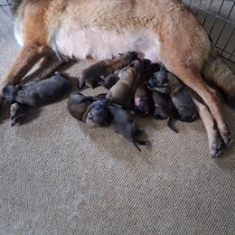 Female puppy 1 - Red sable female Belgian Malinois puppy in Clayton, Delaware from Broadcreek