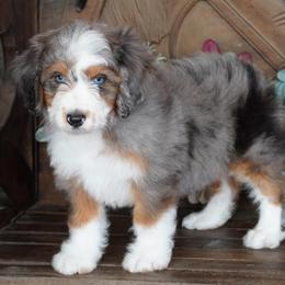 Boy 2 - Blue merle male Aussiedoodle puppy in Lawton, Oklahoma from Lindsey’s Aussies