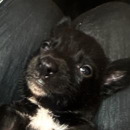 Peanut - Black male Belgian Malinois puppy in North Fort Myers, Florida from Reinwald Kennels