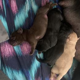 Labrador Retriever Puppies from Cozy Acres Farm Labradors
