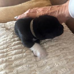 Boy 3 - Black male Anatolian Pyrenees puppy in Clifton, Illinois from Mcginnis Guardian Dogs