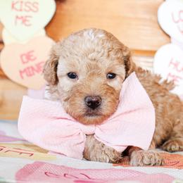 Sunny - Apricot male Poodle puppy in Hugo, Oklahoma from Ann R.