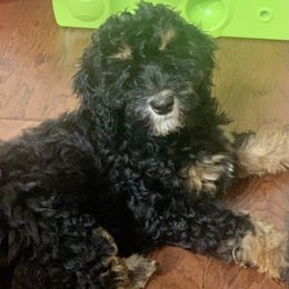 Bernedoodle Puppies from Hilary’s Doodle Ranch