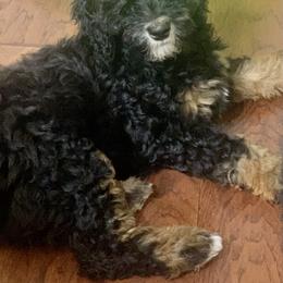 Bernedoodle Puppies from Hilary’s Doodle Ranch