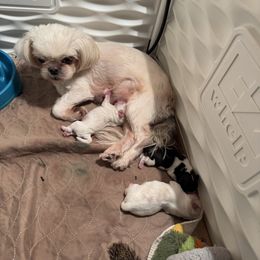 Psyche - Shih Tzu