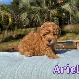 Girl 2 - female Cavapoo puppy in Austin, Texas from Lucy Lou’s Cavapoos