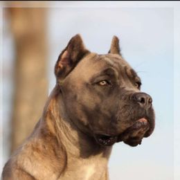 Kracka - Cane Corso
