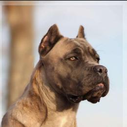 Kracka - Cane Corso