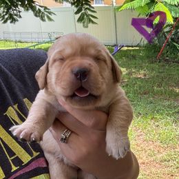 Purple Collar Female - Yellow female Labrador Retriever puppy in Kissimmee, Florida from SunState Labs