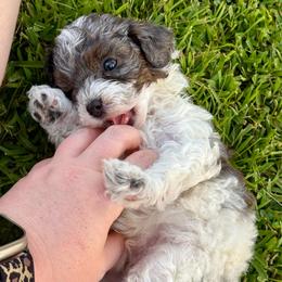 Milkshake - Blue male Poodle puppy in Corinth, Mississippi from SnickerDoodlePups