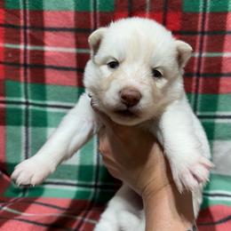 AKC Magnolia - White female Siberian Husky puppy in Centreville, Maryland from Huskies By the Bay
