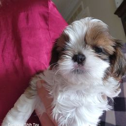 Shih Tzu Puppies from Duggers Shih Tzu