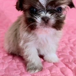 Girl 1 - Brindle and white female Shih Tzu puppy in Florida from Shih tzus and Shorkies Galore
