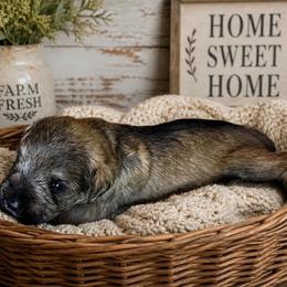 Pluto - Salt and pepper male Miniature Schnauzer puppy in Magalia, California from NorCal Schnauzers