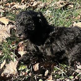 Johnny - Silver male Poodle puppy in Cabool, Missouri from Rafter B Farms