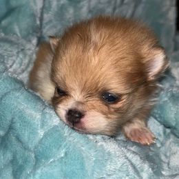 Star aka(Jewel) - Blue merle female Pomeranian puppy in Zavalla, Texas from Precious Puff Poms