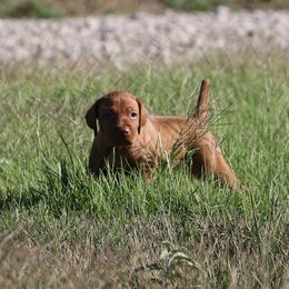 TBD - Golden rust female Vizsla puppy in Albany, Texas from Big Country Kennels
