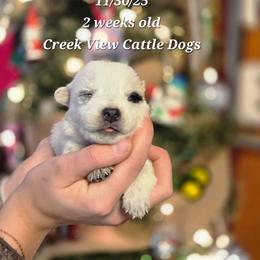 Boy 2 - Blue male Australian Cattle Dog puppy in Monroe, North Carolina from Creek View Cattle Dogs
