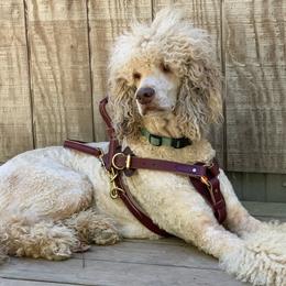Goldendoodles and Poodles from Redbud Farm