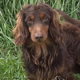 Booms - Dachshund