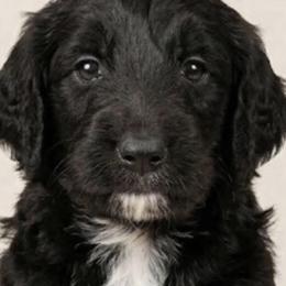 MINNI - Black and white female Sheepadoodle puppy in Buffalo, Minnesota from Fur-ever Doodles