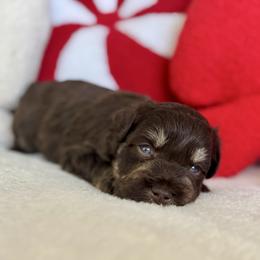 Orion - Liver male Miniature Schnauzer puppy in Independence, Missouri from Crown Schnauzers KC