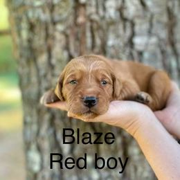 Boy 6 - Golden Retriever puppy from Red Ridge Retrievers