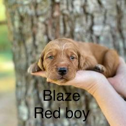 Boy 6 - Golden Retriever puppy from Red Ridge Retrievers