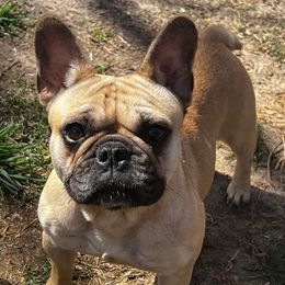 French Bulldogs from Lazy H