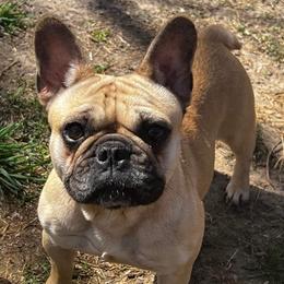 French Bulldogs from Lazy H