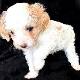 Bichon Frise and Poodle Puppies from Daisy Pups