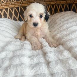 Boy 3 - Black and white male Bernedoodle puppy in Brookville, Pennsylvania from Woodland Mountain Doodles