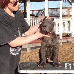 Lio - Gray male Cane Corso puppy in Fort Scott, Kansas from Black Magic Cane Corso