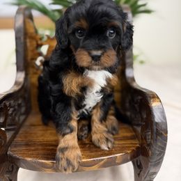 Willow - Black and tan female Cavapoo puppy in Huntington, West Virginia from McCloud’s Poodles & Doodles