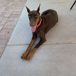 Doberman Pinscher puppies from Desert Mountain Canines