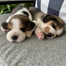 Baby boy - Black tan and white male Beagle puppy in Monticello, Georgia from Beaglelove