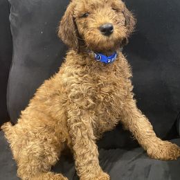 Poodle Puppies from Shamrock’s Poodles