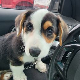 Ezra - Cardigan Welsh Corgi