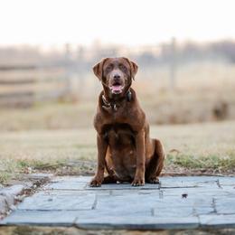Mali - Labrador Retriever