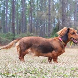 Dachshund All Grown Up from Dixon's Darlings