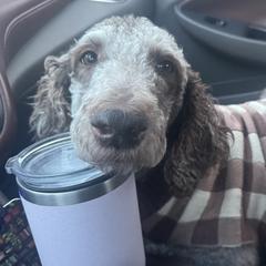 Flora - Double Doodle