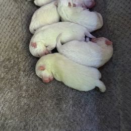 Girl 2 - White female American Eskimo Dog puppy in Redlands, California from Arctic Storm Kennels